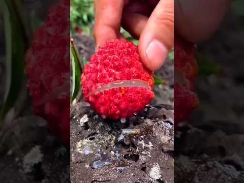 fresh fruit luch |fruits |shorts #garden #viral #growfruit #shorts #zkgreen #greenentertainment