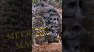 SURICATE SCRUM! ☆ MEERKAT MAGIC MOMENTS ☆ ADOPT MEERKATS SURICATE SURICATES ☆ AUTHOR THE MEERKAT MAN