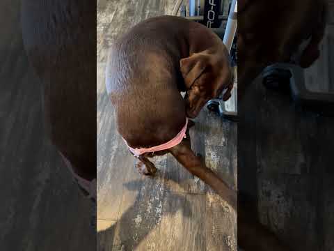 Dog Attempts To Untangle Legs