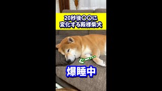 20秒後に〇〇に激変するツンデレ殿様柴犬　#shibadog #柴犬 #sibainu  #犬のいる生活 #shorts