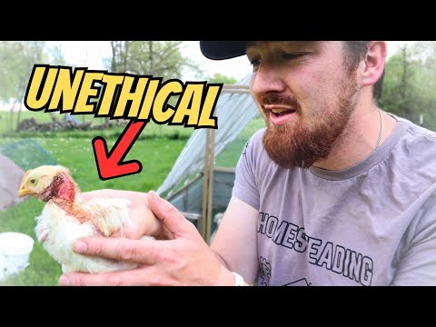 Our LAST Time Raising Cornish Cross Chickens... (here's why)