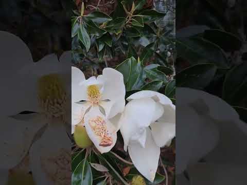 Magnolia Flower #lifeinusa #flowers #magnolia #white #nature #beauty