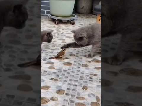 Thrilling Showdown: Bird vs Cats - Ozzy Man Quickies