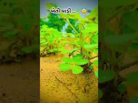 ખેતી વાડી 🌱😇🦚#khetibadi #song #music