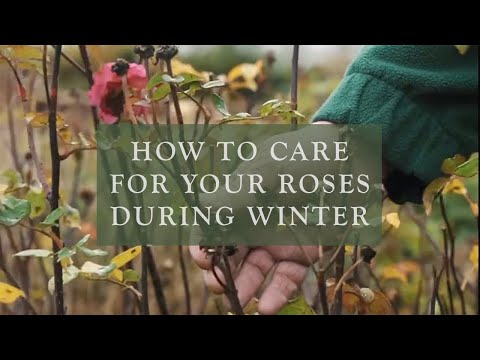 How to care for your roses during Winter by David Austin Roses