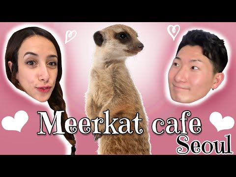 Meerkat Cafe in Seoul l Travel + Vlog