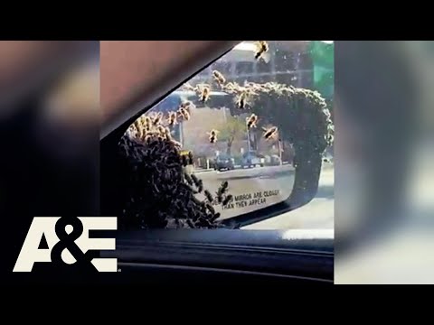 Swarm of Bees INVADE Woman's Car | Road Wars | A&E