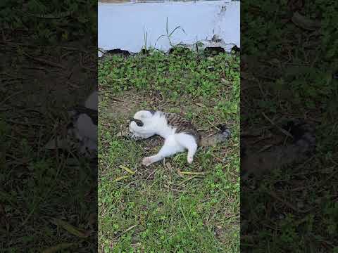 🇬🇷 Cute cat playing with bird just caught #shorts #greece #cat #skiathos #birds #garden