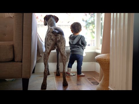 The Happy Life of a Baby and Two Dogs