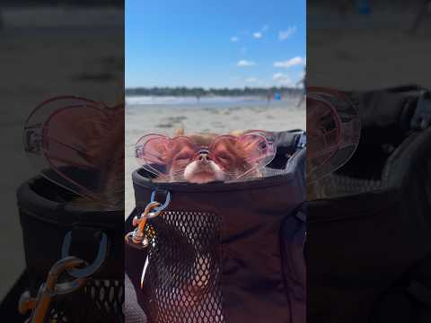 What’s in my Bag — Beach Vacation Edition 🤭👜 / Anybody else loves traveling with their dog? 🥰