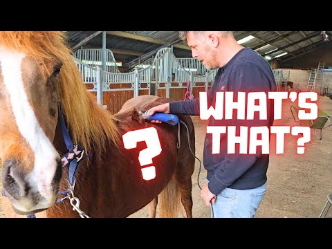 Satisfying to watch. | Do you see which figure Bauke clipped in Skittel's fur? | Friesian Horses