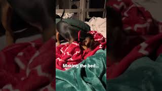 Scout making the bed. #puppy #bedtime #cuteness