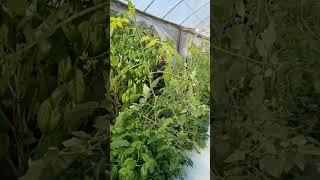 before and after suckered trim #tomatoe #howtogarden #garden