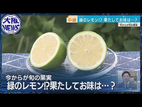 【京の秋の新味覚】市場には出回らない希少な京檸檬　黄色と緑　どっちのレモンがすっぱい？