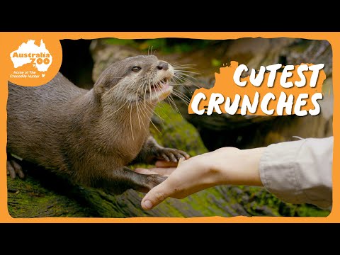 Otterly adorable ASMR | Australia Zoo Life