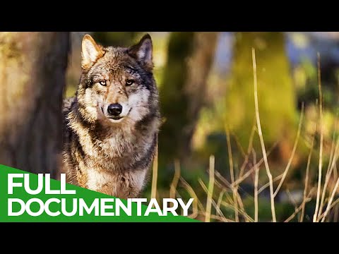 Wild Portugal: Peneda-Gerês - Portugal's Oldest National Park | Free Documentary Nature