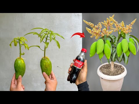 New breeding technique invented for super fast growing mango trees