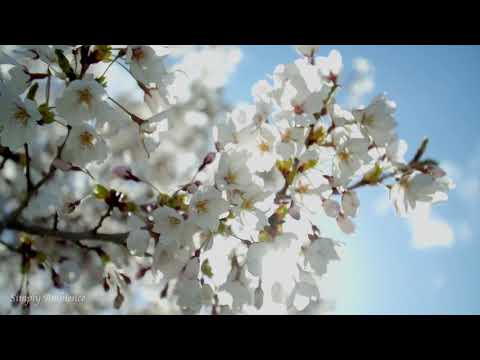 Simply Happy Spring Blooming Trees, Flowers, Birds, Butterflies Relaxing Piano Violin Music Ambience