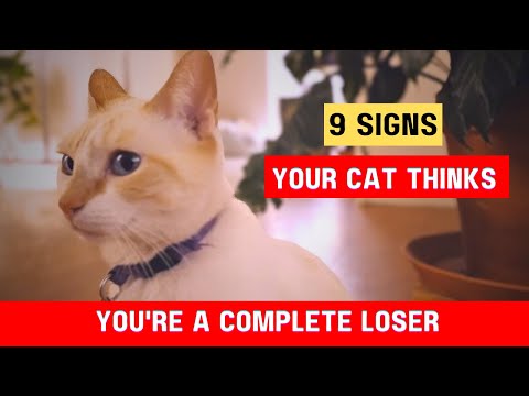 9 Signs Your Cat Thinks You're a Complete Loser (2024)