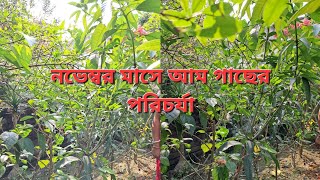 নভেম্বর মাসে আম গাছের পরিচর্যা | Mango tree care in November | #mango #mangotrees #mangotree