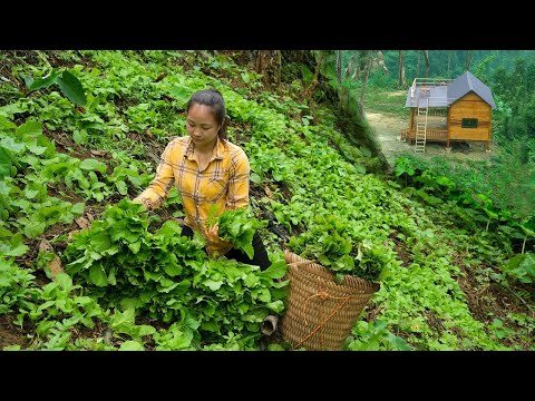 2 Years Alone in the Forest. Harvest the mustard greens to market sell. Grow flower