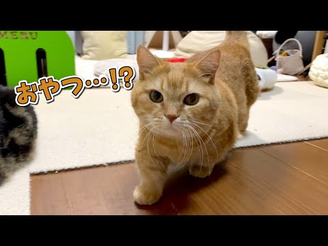 パパが持ってるものが全部おやつに見えて期待しちゃう猫w