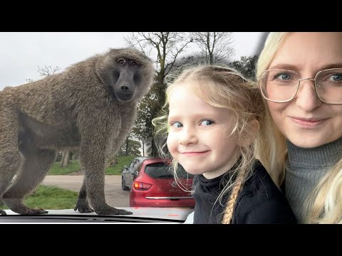 Wild Baboon Breaks Our Car Window! (Caught on Camera)