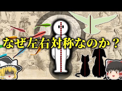 【雑学】なぜ生命は左右対称なのか【ゆっくり解説】