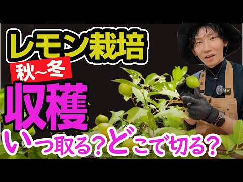 【レモン育て方秋～冬】収穫はいつするの？どこで切るの？疑問に答えます