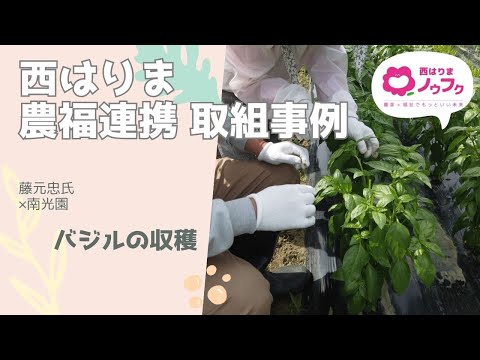 【西はりまノウフク連携事例】バジルの収穫