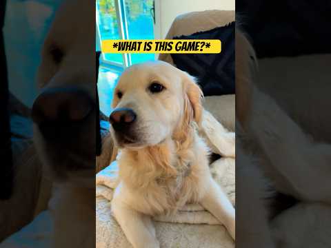 Boppin it! #goldenretriever #bopit #cutedog #dogshorts #funny #doglover #dog