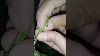 double entress grafting ep 786  #grafting #bougainvillea #gardening #howtografting