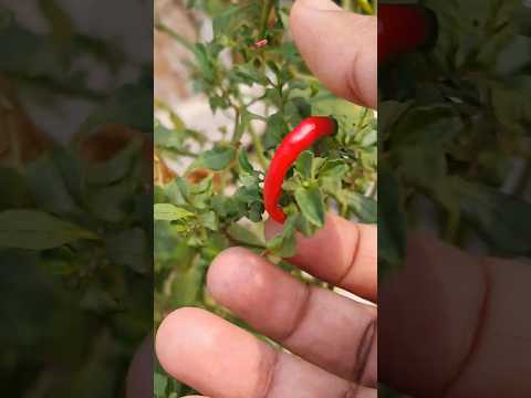 Curved shape Red Chilli Picking #chilli #redchillies #lanka #mirchi #organic #organicgarden #red