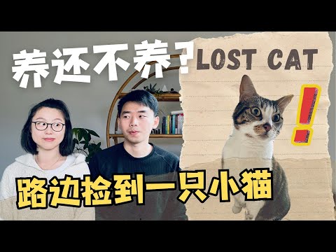 路上捡到一只小野猫 要不要养？