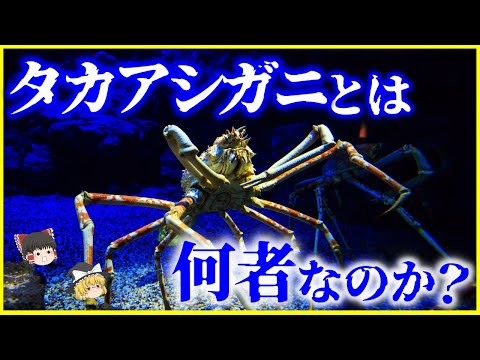 【ゆっくり解説】食べたらマズい生きた化石⁉️「タカアシガニ」とは何者なのか？を解説/日本の深海に棲む世界最大の節足動物