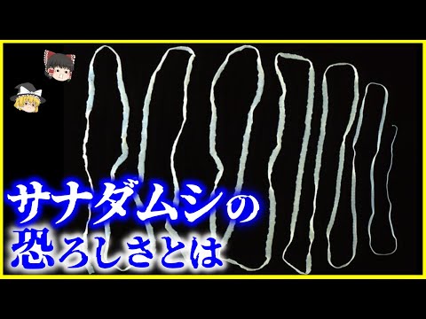 【ゆっくり解説】未だ日本人に身近な寄生虫…「サナダムシ」の恐ろしさとは？を解説/数百万個の卵を産み最大10メートルに…ヤバい条虫は脳までも…⁉️