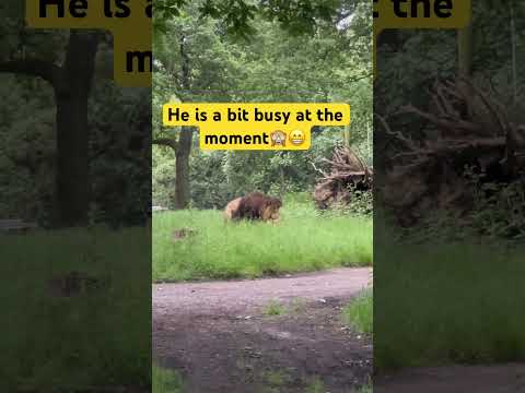 Lion is busy🙈 #shortvideo #youtubeshorts #animals #trending #shorts #short #viral #video