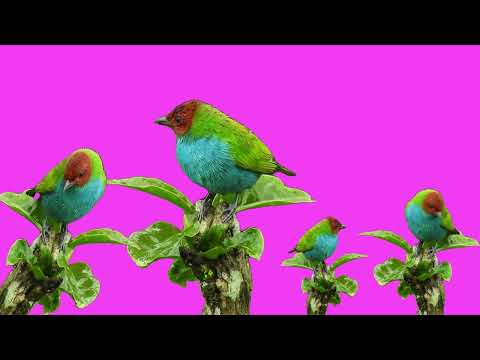 Natural birds color green screen  ( Saturday 7 January  2023 )