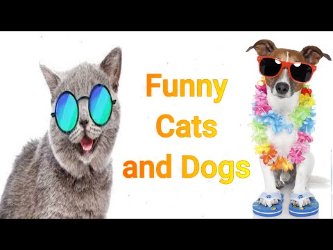 Funny Cats And Dogs Videos | Try Not To Laugh | Funny Animals Compilation