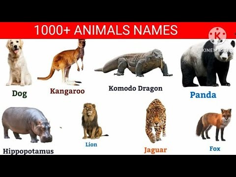 50 animals names in english | Animals names vocabulary #english #vocabulary