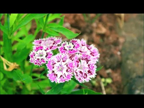 How to Grow Dianthus (Pinks) from Seed