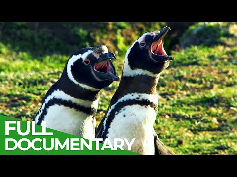 Wildest Islands | Falkland Islands - Penguin Paradise | Free Documentary Nature