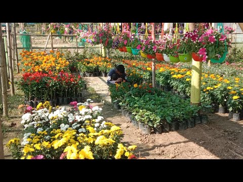 Garden plant  10 types of Season flowers  #flowers #agriculture