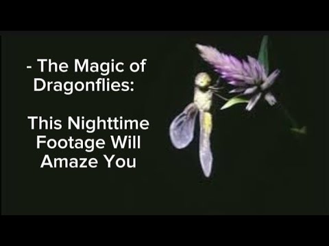 - Dragonfly at Night? It's Not What You Think!