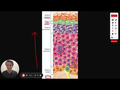 MCAT Question of the Day: Skin Layers