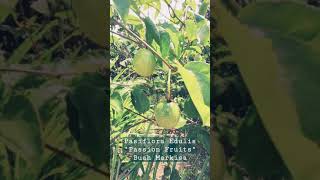 Passion Fruits | Buah Markisa |#shorts #shortsbetavideo