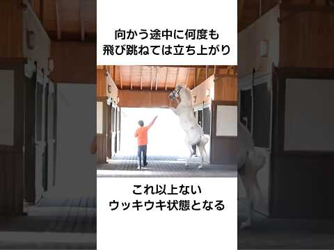 ゴールドシップは種付け紳士【種牡馬編】  #shorts #競馬 #ゴールドシップ