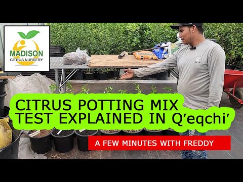 Madison Citrus Nursery Citrus Potting Mix Test Explained In Q'eqchi' Pt. 1