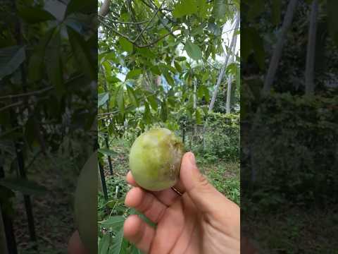 Sue belle white sapote