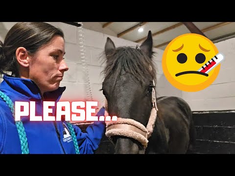 Things are really wrong with Yfke. She needs to go to the horse clinic. 2/3 | Friesian Horses